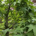 Liquidambar styraciflua - impressie zomerblad van de amberboom