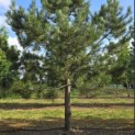 Pinus nigra 'Nigra' - Foto 4