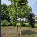 Platanus x Hispanica - 1