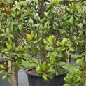 Magnolia grandiflora 'Galissonnière' - 3
