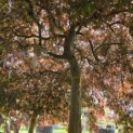 Acer palmatum 'Garnet' - 9