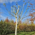 Betulus utilis Doorenbos (Jacquemontii) - 2