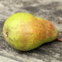 Pyrus communis 'Clapp's Favorite' - Foto 3