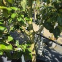 Pyrus communis 'Clapp's Favorite' - Foto 2