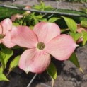 #479 Cornus 'Stellar Pink' Japanische Großblumige Hartriegel