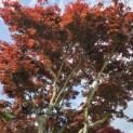 Acer palmatum 'Atropurpureum' - 2