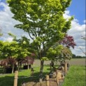 Acer palmatum - Foto 1