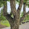 Quercus Suber - Foto 4
