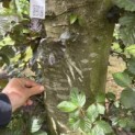 Fagus sylvatica 'Atropunicea' - Foto 4