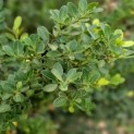 Ilex crenata 'Green Hedge' - impressie zomerblad