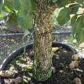 Pyrus communis 'Conference' - Foto 5
