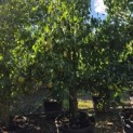 Pyrus communis 'Conference' - Foto 4