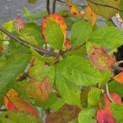 Nyssa sylvatica - Foto 3