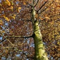 Fagus sylvatica 'Atropunicea' - 4