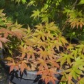Acer palmatum 'Osakazuki' - Foto 3