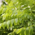Juglans nigra, zwarte walnoot