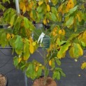 Asimina Triloba - Foto 2