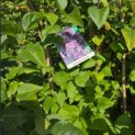 Syringa vulgaris 'Charles Joly' - Foto 1