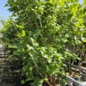 Syringa vulgaris 'Charles Joly' - Foto 2