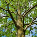 Magnolia Tripetala - Afbeelding 5