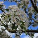 Malus 'Red Sentinel' - 4