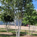 Betula utilis 'Doorenbos' - 1