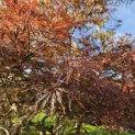 Acer palmatum 'Garnet' - herfst 2025