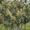 Prunus laur. Caucasica - 5