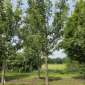 Malus domestica 'Rode Boskoop' - 1