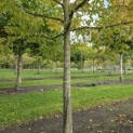 Carpinus betulus - 5