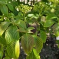 Cornus controversa - Foto 5