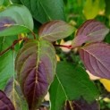 Cornus controversa - Foto 6