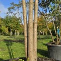 Koelreuteria paniculata 'Fastigiata' - 4