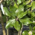 Quercus ilex - 2