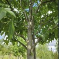 Liquidambar styraciflua 'Palo Alto' - Foto 4
