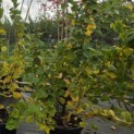 Tilia cordata 'Winter Orange' - Foto 1