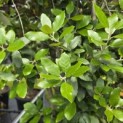 Quercus ilex - 4