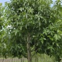 Liquidambar styraciflua 'Palo Alto' - Foto 10