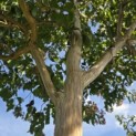 Heptacodium miconioides - Foto 1