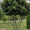 Parrotia persica - 2