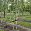 Salix sepulcralis 'Chrysocoma' - Foto 3