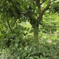 Carpinus betulus - 1