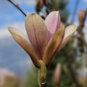 Magnolia 'Heaven Scent' - Foto 1
