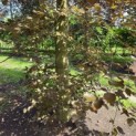 Fagus sylvatica 'Atropunicea' - 2