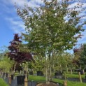 Parrotia persica - 2