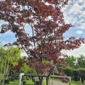Acer palmatum 'Bloodgood' - 2