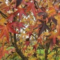 Liquidambar styraciflua 'Worplesdon' - 1