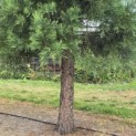 Sequoiadendron giganteum - Foto 2