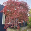 Acer palmatum 'Garnet' - 1
