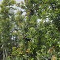Quercus ilex - 5